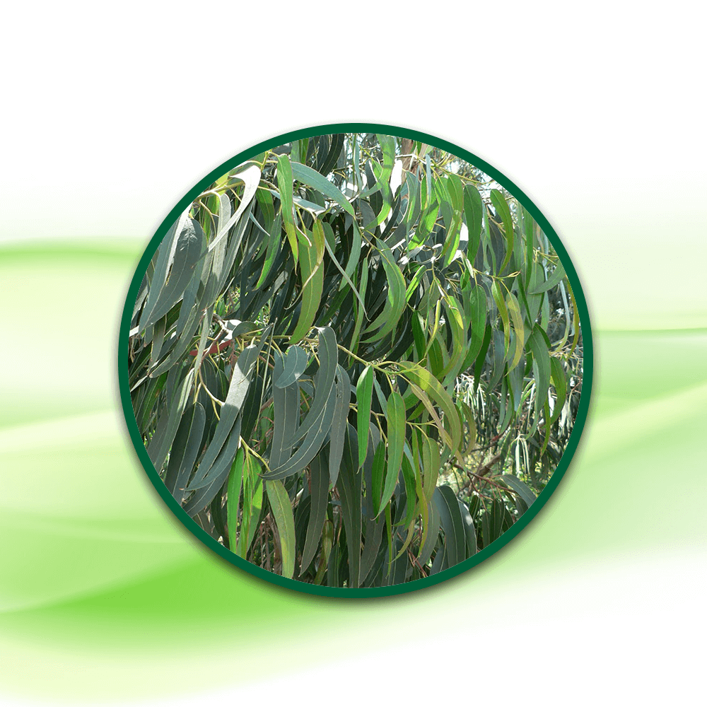 Okaliptüs Yaprağı Çayı